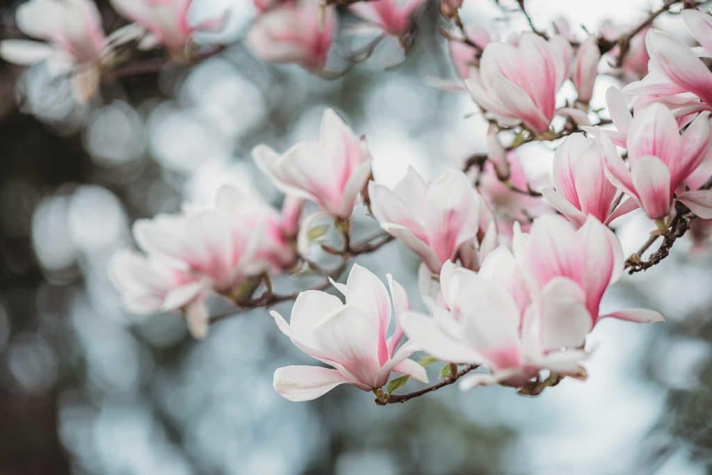 bouquet de magnolia