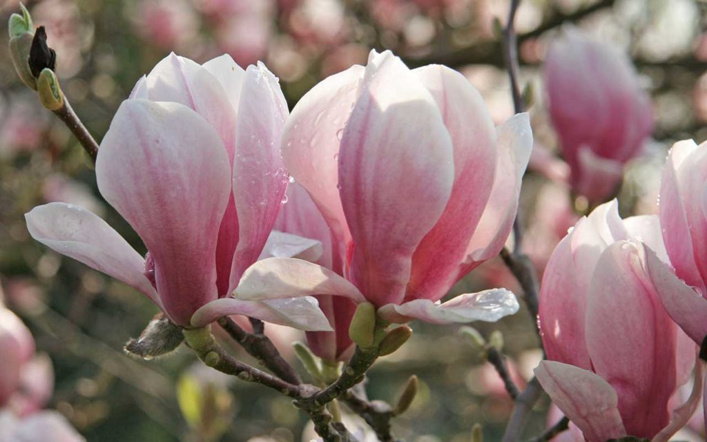 Photo magnolia