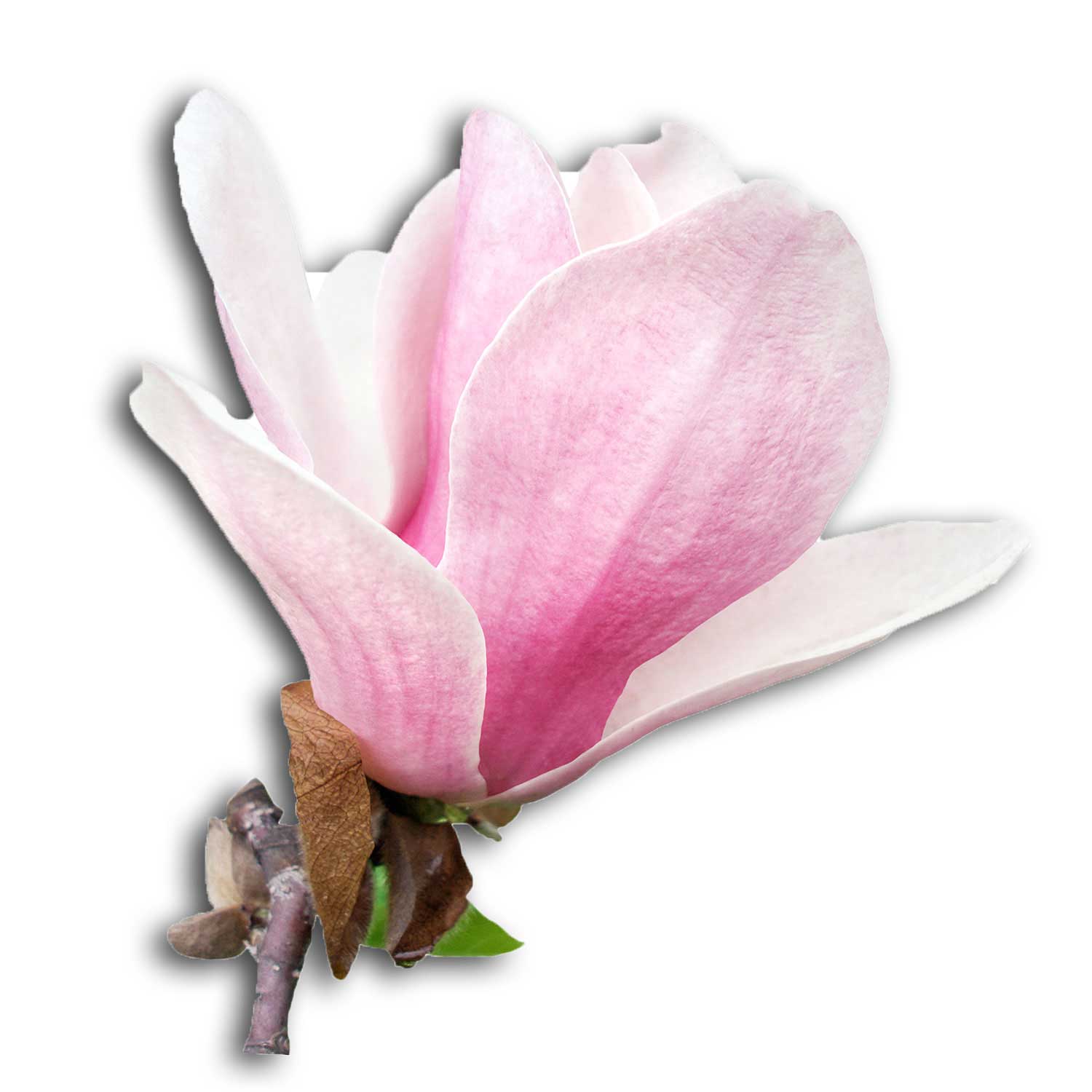 Photo magnolia